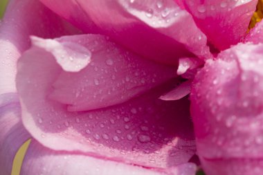 Baixiang bahar Çin şakayık çiçekleri