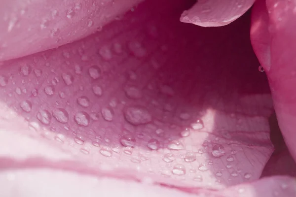 Chinese Peony Blossoms Baixiang Spring — Stock Photo, Image