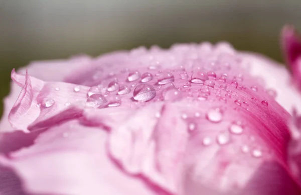 Chinese Peony Blossoms Baixiang Spring — Stock Photo, Image