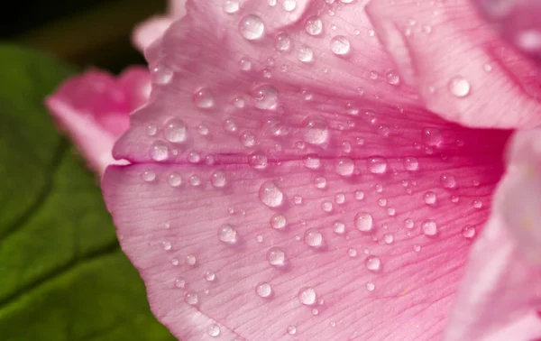 Chinese Peony Blossoms Baixiang Spring — Stock Photo, Image