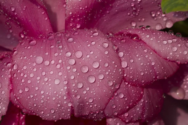 Chinese Peony Blossoms Baixiang Spring — Stock Photo, Image