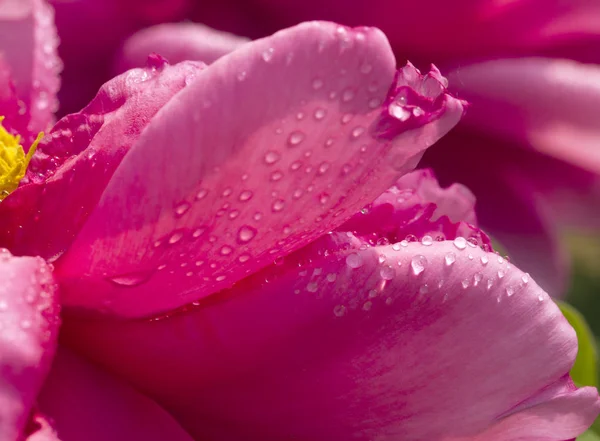 Chinese Peony Blossoms Baixiang Spring — Stock Photo, Image