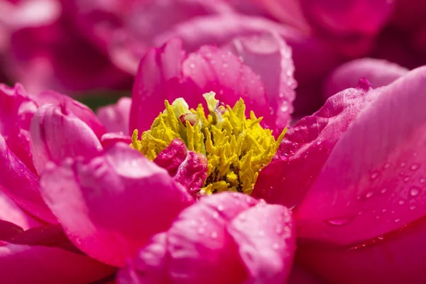 Chinese Peony Blossoms Baixiang Spring — Stock Photo, Image