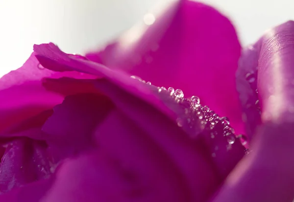 Baixiang bahar Çin şakayık çiçekleri