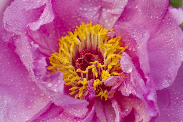 Kinesiske Peonblomster Baixiang Våren – stockfoto