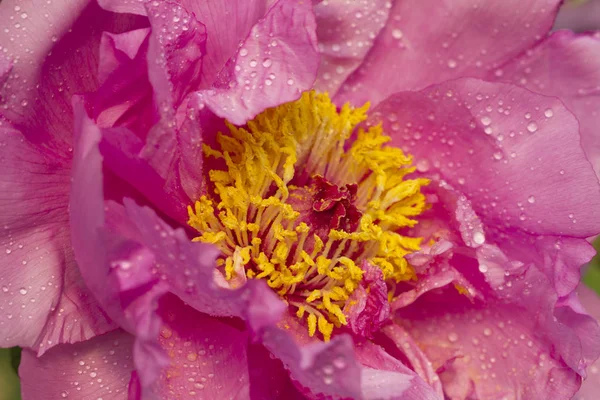 Chinese Peony Blossoms Baixiang Spring — Stock Photo, Image
