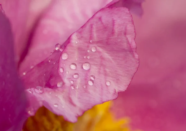 Chinese Peony Blossoms Baixiang Spring — Stock Photo, Image