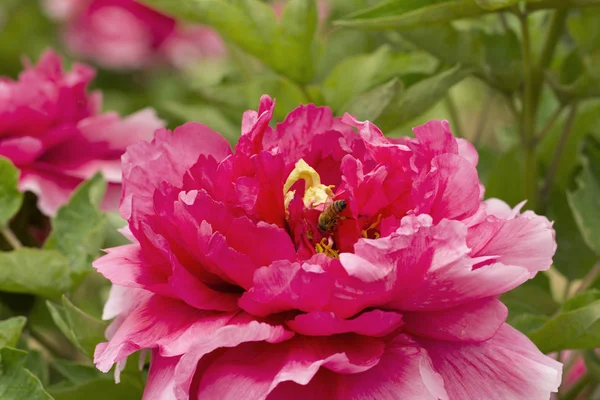 Chinese Peony Blossoms Baixiang Spring — Stock Photo, Image