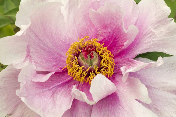 Chinese Peony Blossoms Baixiang Spring — Stock Photo, Image