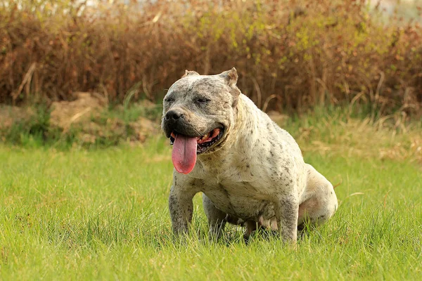 Amerikan Safkan Evde Beslenen Hayvan Zorba Köpek — Stok fotoğraf