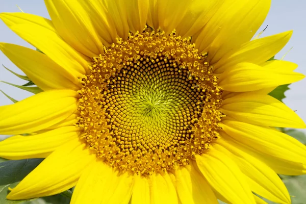 Volto Sorridente Aperto Sole Cielo Limpido — Foto Stock