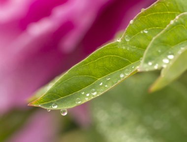 Baixiang bahar Çin şakayık çiçekleri