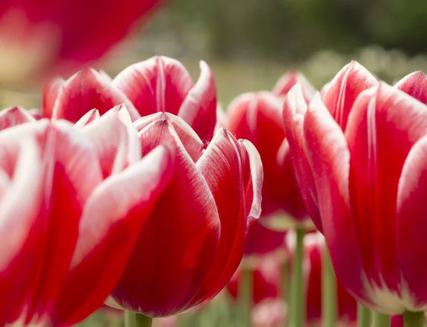 Tulpenblüten Park Frühling — Stockfoto