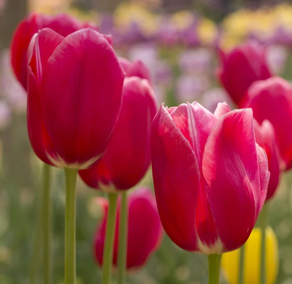 Tulpenblüten Park Frühling — Stockfoto