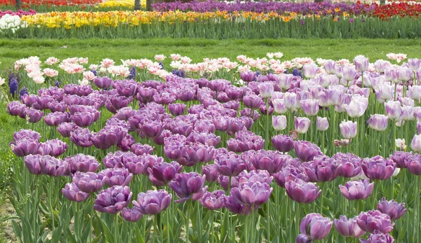 Los Tulipanes Florecen Parque Primavera — Foto de Stock