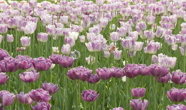Lale Çiçekleri Bahar Parkında — Stok fotoğraf
