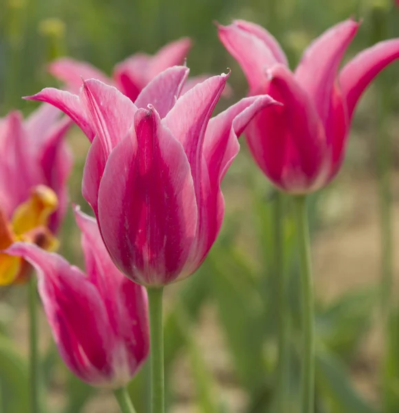 Tulpenblüten Park Frühling — Stockfoto