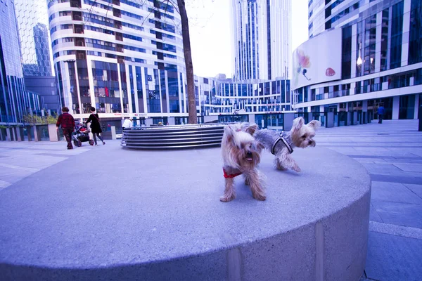 Chaoyang Beijing Merkezi Binada Soho Altında Yorkshire Evde Beslenen Hayvan — Stok fotoğraf