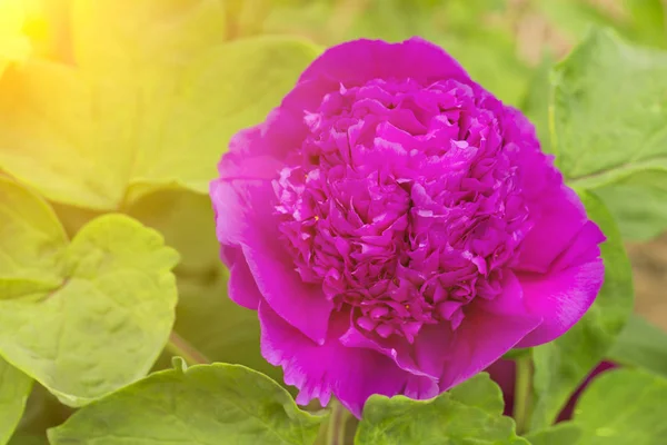 Chinese Peony Blossoms Baixiang Spring — Stock Photo, Image