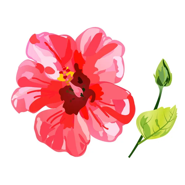 Acuarela roja Flor de hibisco . — Archivo Imágenes Vectoriales
