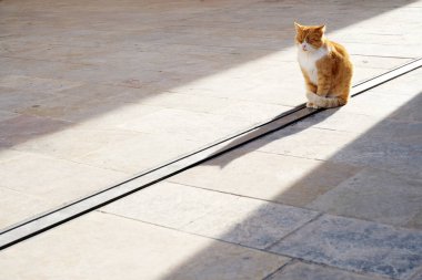 Şirin kırmızı kedi gözlerini kapar ve kışın sokağın sıcak güneşinde keyifle mırıldanır.