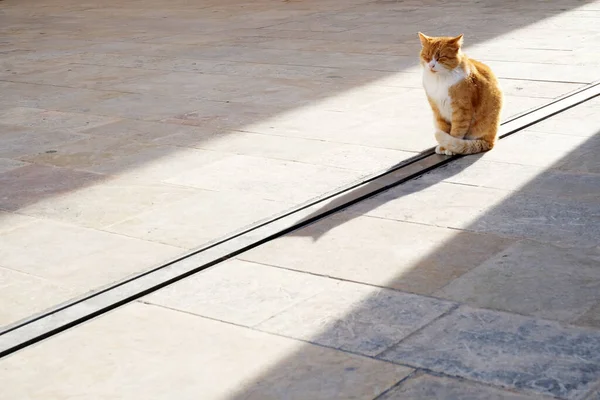Şirin kırmızı kedi gözlerini kapar ve kışın sokağın sıcak güneşinde keyifle mırıldanır.
