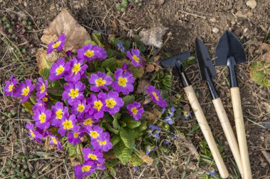 Doğal ortamda çiçeklerle birlikte bahçe aleti ve kompozisyonu. İlk bahar çiçekleri. Toprak Ana günü..