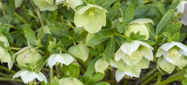 Bahar çiçekleri. Yumuşak yeşil ilk çiçekler. Bahar arkaplanı.