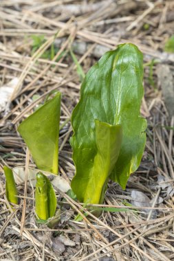 Genç bitkilerin filizleri. Bahar ormanı. Genç filizlenen ağaçlar, çalılar ve çiçekler. Yaklaş, yumuşak odaklan..