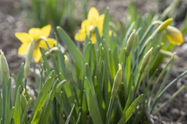Sarı bahar çiçekleri. Bahar sarısı nergisler. Bahar arkaplanı.