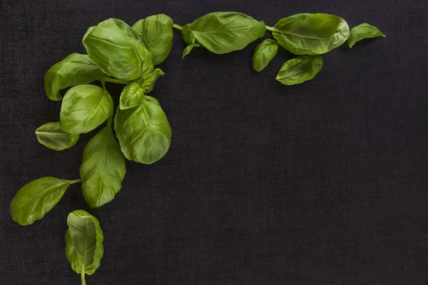 Fresh basil background. — Stock Photo, Image