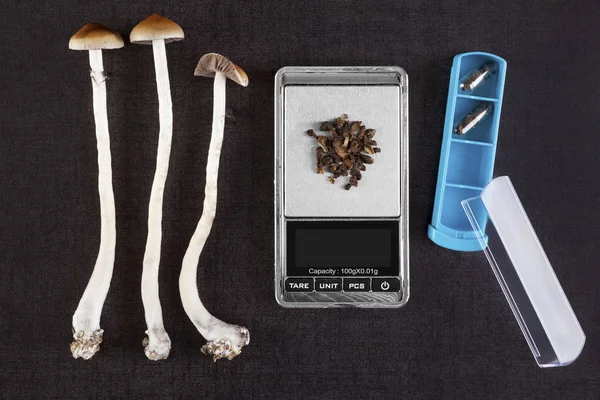 Psilocybin mushroom. Microdosing — Stock Photo, Image