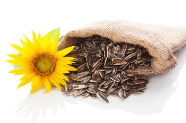 ayçiçeği tohumu izole.