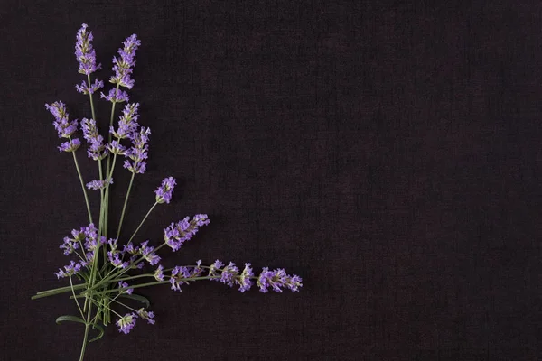 Lavender flower background. — Stock Photo, Image