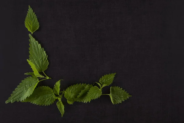 Stinging nettle background — Stock Photo, Image