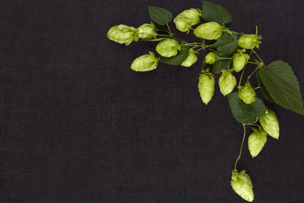 Planta Hop sobre fondo de hormigón oscuro —  Fotos de Stock