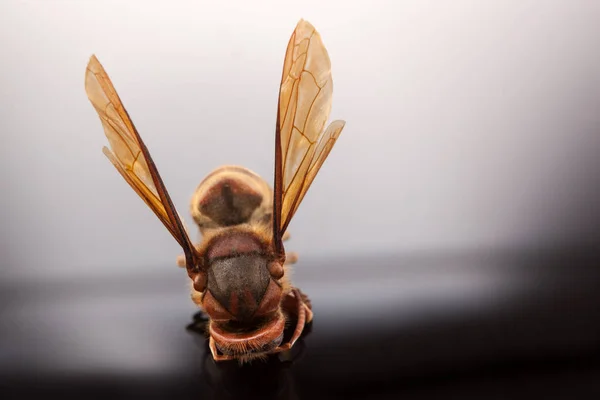 Hornet yakın çekim. — Stok fotoğraf