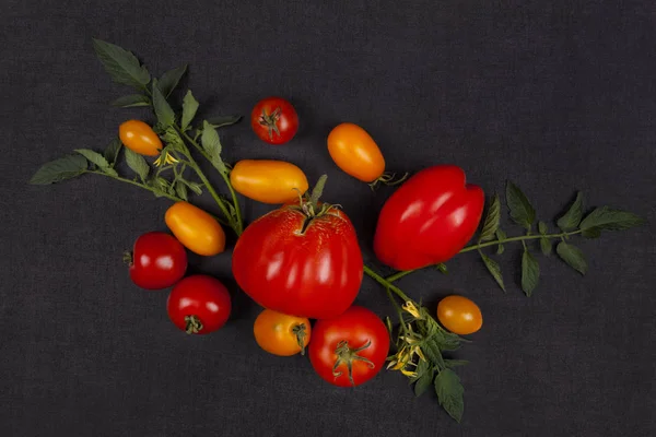 Tomates sur fond de béton foncé d'en haut — Photo