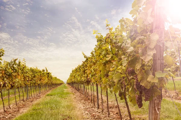 gün batımında bağ.