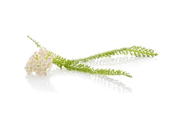 Yarrow blossom and leaf isolated. — Stock Photo, Image