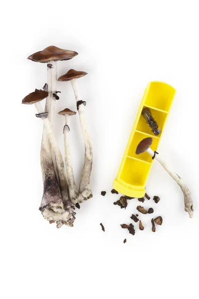 Magic mushroom microdosing. — Stock Photo, Image