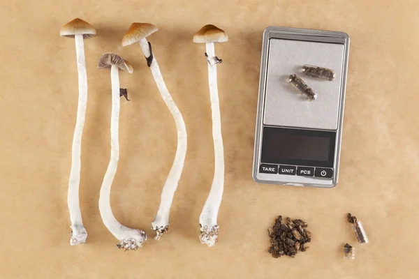 Микродозирование сырых волшебных грибов — стоковое фото