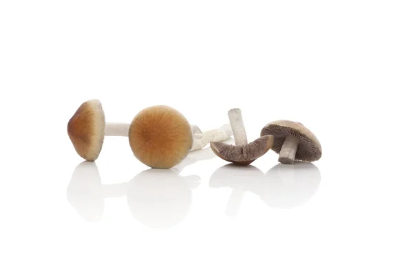 Fresh Psilocybine mushrooms. — Stock Photo, Image
