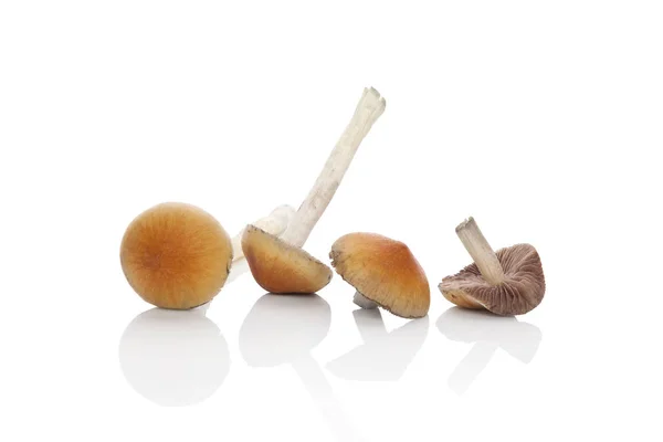 Raw magic mushrooms. — Stock Photo, Image