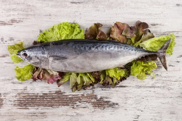 Färsk rå tonfisk från ovan. — Stockfoto