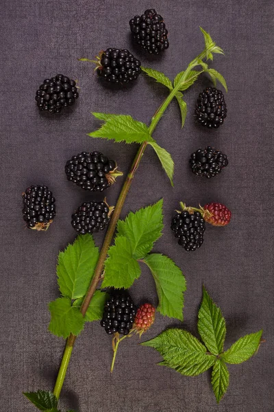 Fábrica de amora-preta fresca com frutos . — Fotografia de Stock