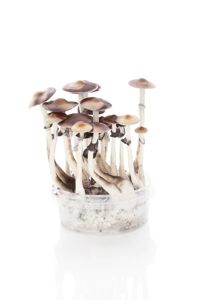 Magic mushrooms grow kit — Stock Photo, Image