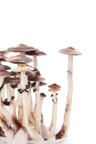 Psylocybin magic mushrooms isolated. — Stock Photo, Image