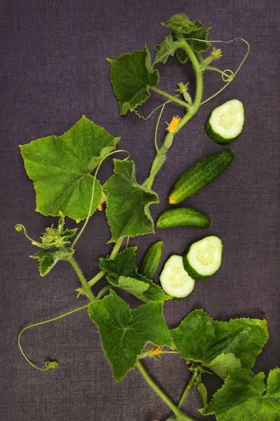 Planta de pepino y fruta de arriba . — Foto de Stock