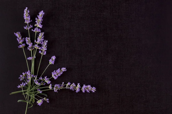 Lavender flower with copy space. — Stock Photo, Image